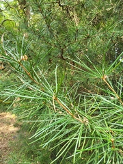 Sciadopitys verticillata