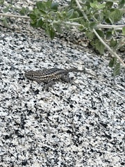 Uta stansburiana elegans