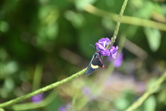Mysoria barcastus