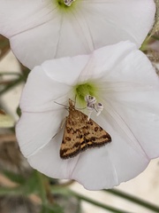 Pyrausta subsequalis