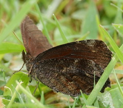 Panyapedaliodes drymaea
