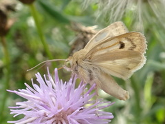 Heliocheilus paradoxus