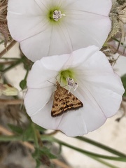Pyrausta subsequalis