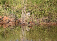 Jacana jacana