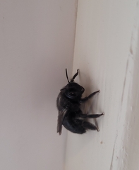Xylocopa californica