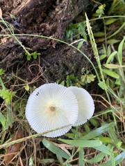 Leucocoprinus fragilissimus