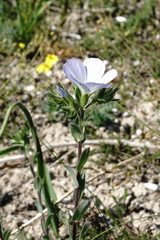 Linum lanuginosum