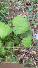 Modiola caroliniana
