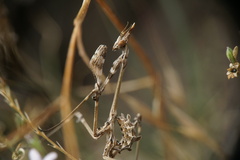 Empusa fasciata