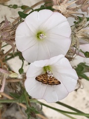 Pyrausta subsequalis