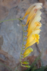Freesia corymbosa