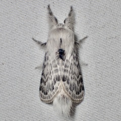 Apotolype brevicrista