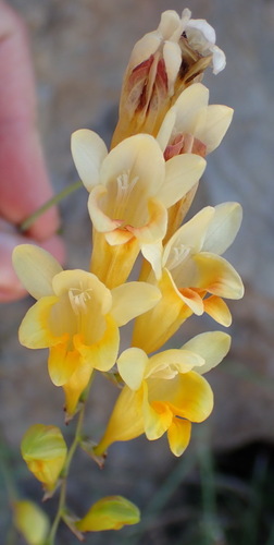 Image of Freesia corymbosa by (c) Nicola van Berkel, some rights reserved (CC BY-SA)