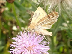 Heliocheilus paradoxus
