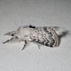 Apotolype brevicrista
