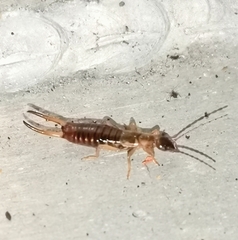 Apterygida albipennis