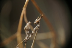 Empusa fasciata