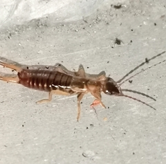 Apterygida albipennis