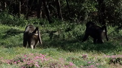 Papio ursinus ursinus