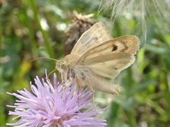 Heliocheilus paradoxus