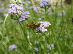 Atalopedes campestris