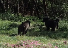 Papio ursinus ursinus