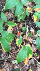 Prosartes lanuginosa