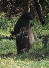 Papio ursinus ursinus