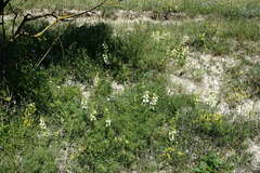Salvia scabiosifolia