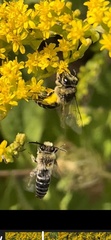 Colletes simulans armatus