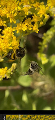 Colletes simulans armatus