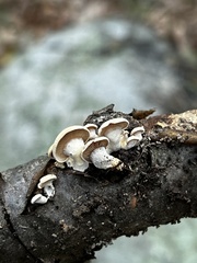 Panellus