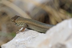 Podarcis melisellensis