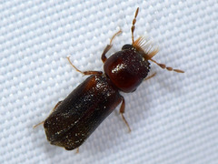 Scobicia chevrieri