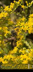 Colletes simulans armatus