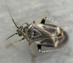 Plagiognathus obscurus