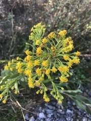 Solidago sempervirens
