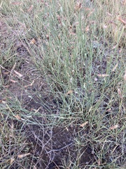 Stephanomeria pauciflora