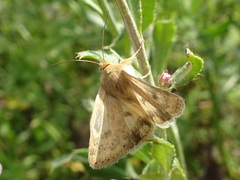 Heliocheilus paradoxus