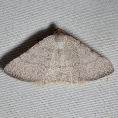 Taeniogramma tenebrosata