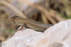 Podarcis melisellensis