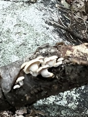 Panellus