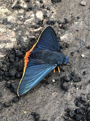 Chalypyge chalybea chloris