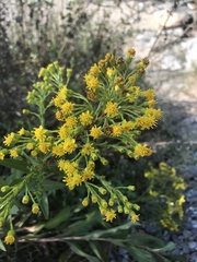 Solidago sempervirens