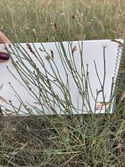 Stephanomeria pauciflora