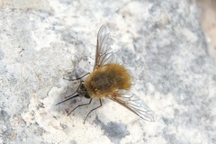 Bombyliini