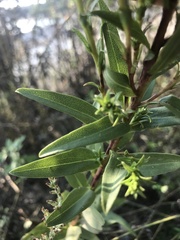 Solidago sempervirens