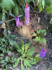 Primula vialii