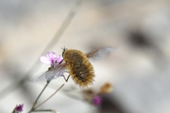 Bombyliini