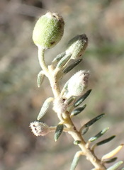 Phylica pinea